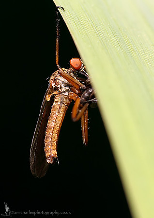 Empid Fly and Prey