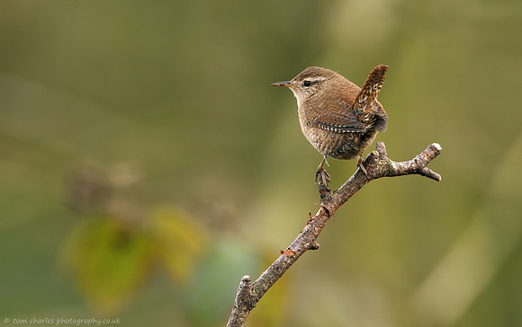 Wren