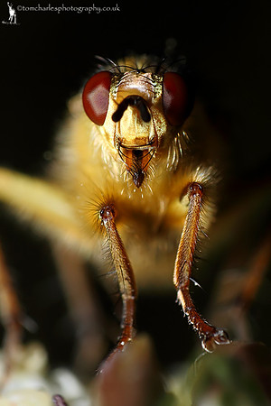 Yellow Dung Fly