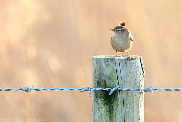 Winter Wren