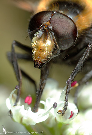 Bee Hoverfly