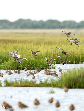Black-tailed Godwit