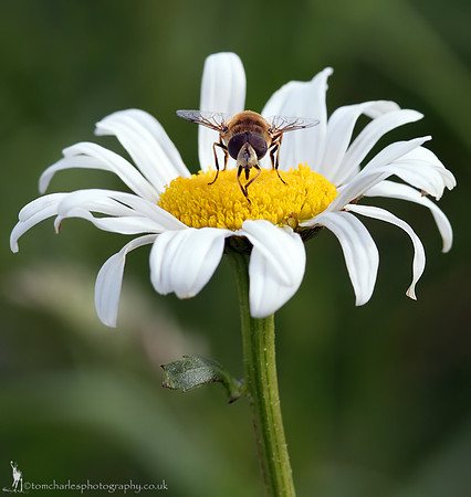 Bee Hoverfly