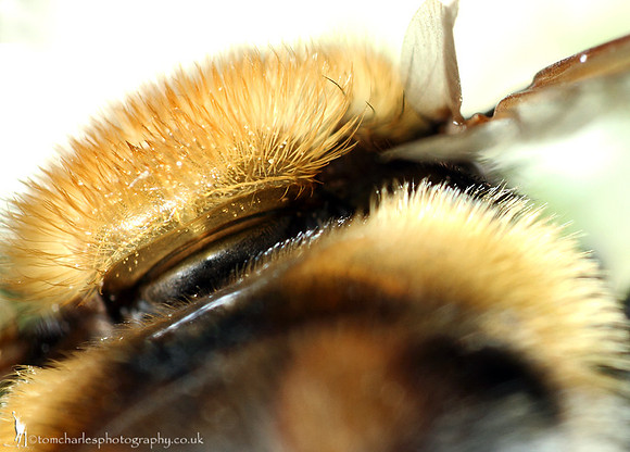 Bee Hoverfly