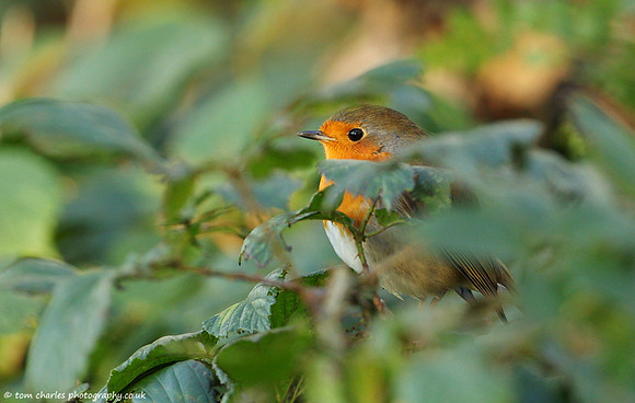Hidden In Green