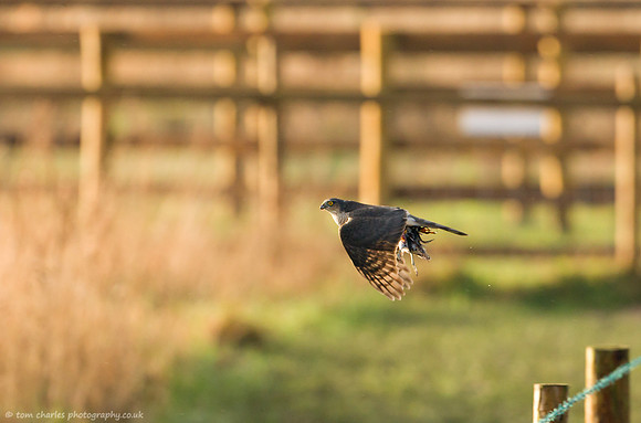 Sparrowhawk and Snipe
