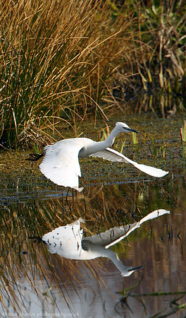 Little Egret