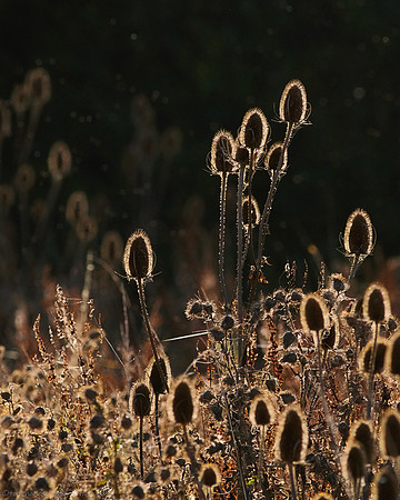 Teasel