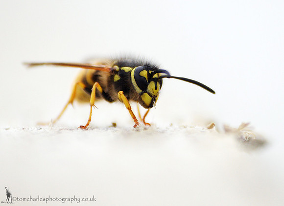 Common Wasp