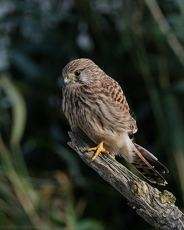 Kestrel - female juvenile - 4