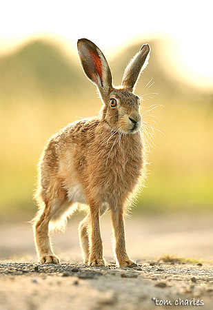 'Good Hare Day'