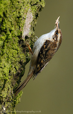 Treecreeper