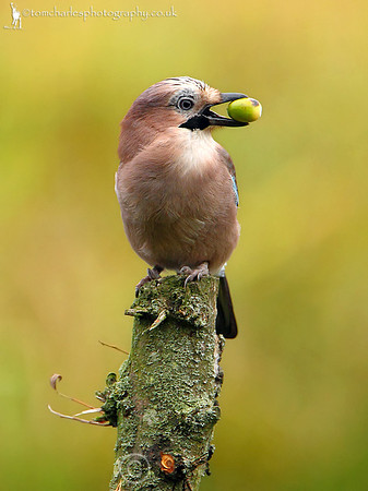 Jay