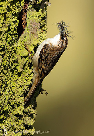 Treecreeper