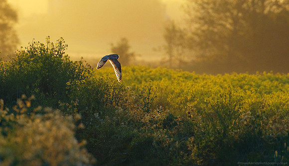 Waking Yellow
