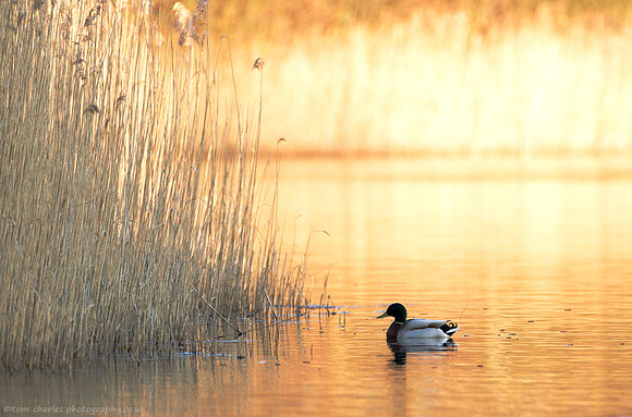 Golden Calm