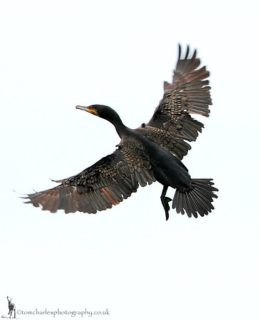 Cormorant
