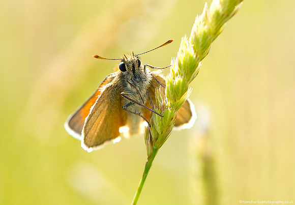 Small Skipper