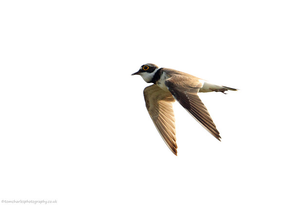 Ringed Plover