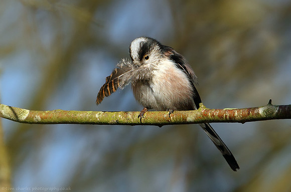 Long-Tailed Tit