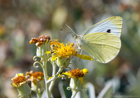 Large White -  Butterfly