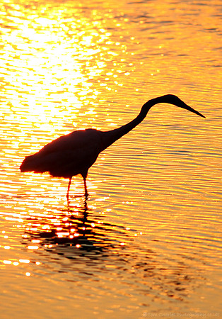 Great White Egret