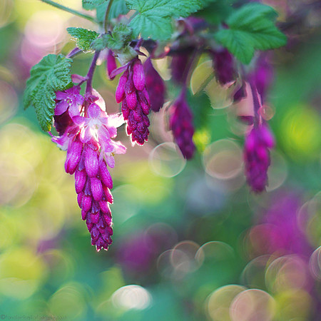 Suddenly Spring
