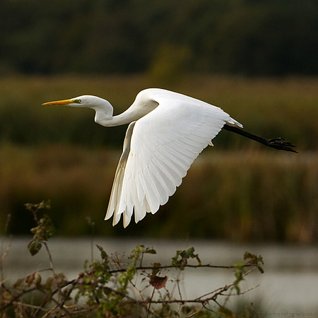Great White Egret - 2