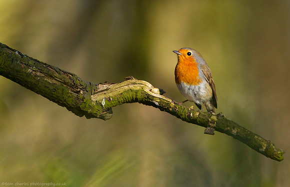 Woodland Flame