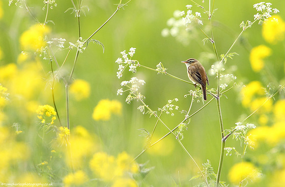 Springtime Chirp