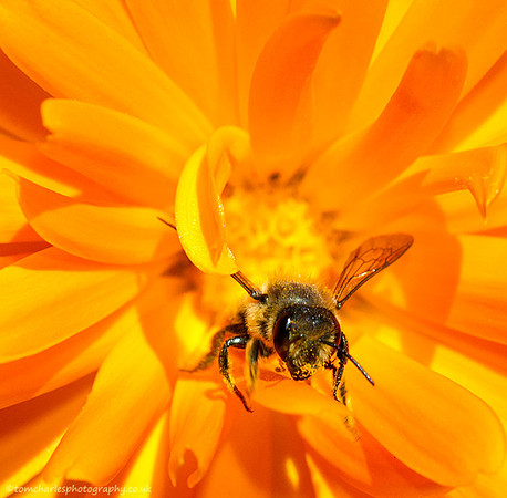 Bee Orange
