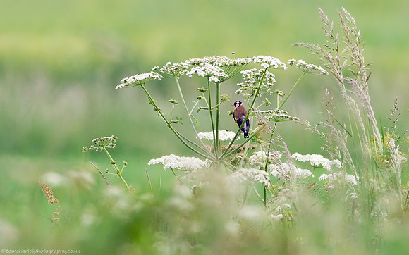 Shade of Summer