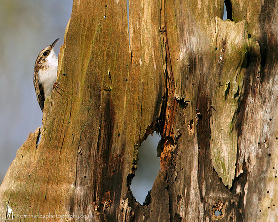 Treecreeper
