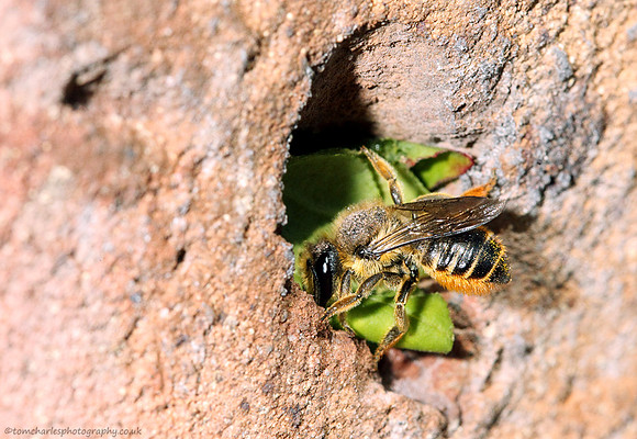 Leaf-Cutter Bee