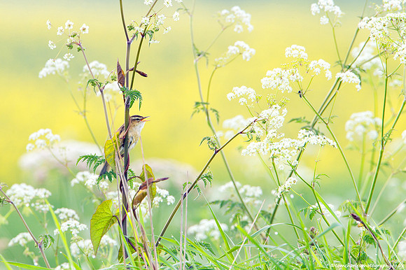 Framed By Spring
