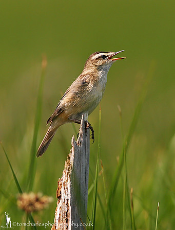 Sedge Warbler
