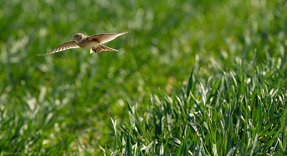 Skylark