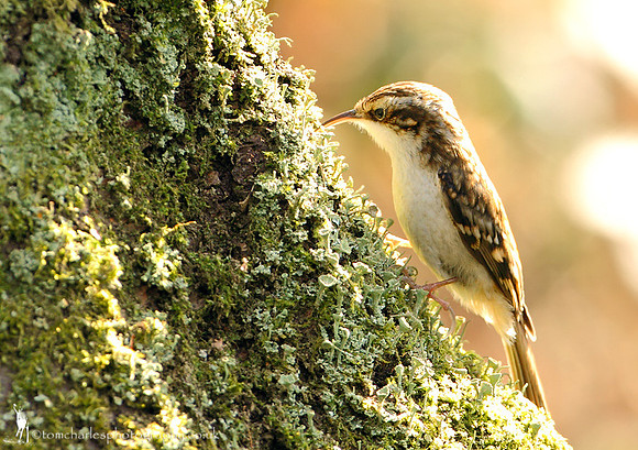 Treecreeper