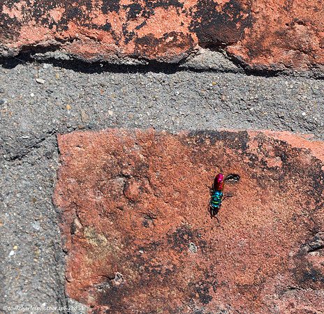 Ruby-tailed Wasp