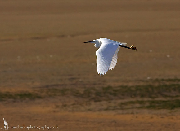 Little Egret