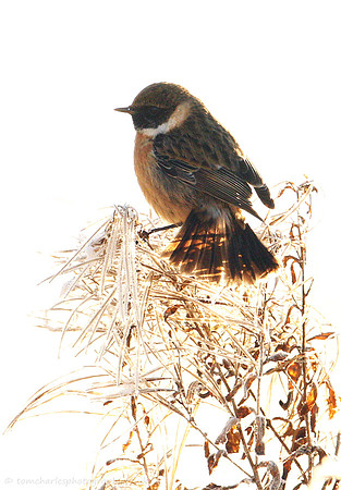 Stonechat