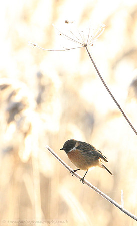 Stonechat