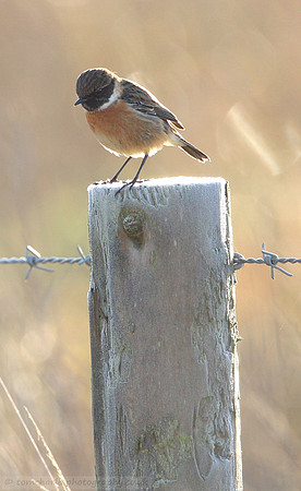 Stonechat