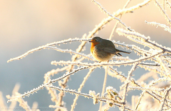Framed In Frost