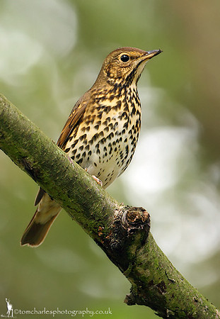 Song Thrush