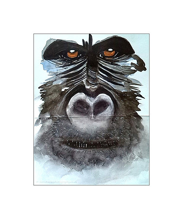 Gorilla
