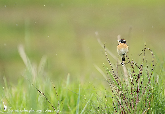 Whinchat