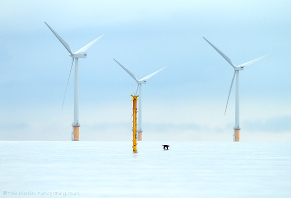 Between The Giants