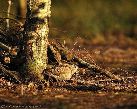 Woodcock