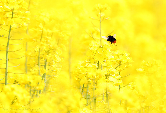 Bee Yellow